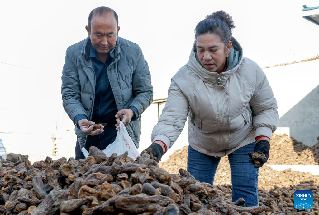 Desert control project in Xinjiang improves farmer's life