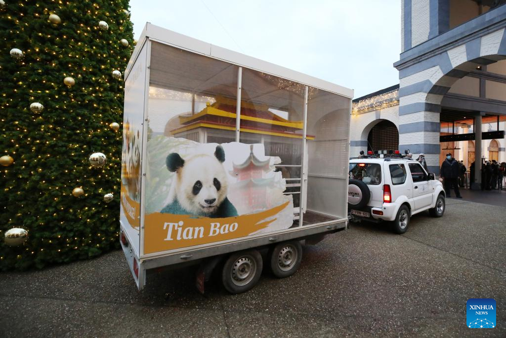 Three giant pandas born in Belgium return to China