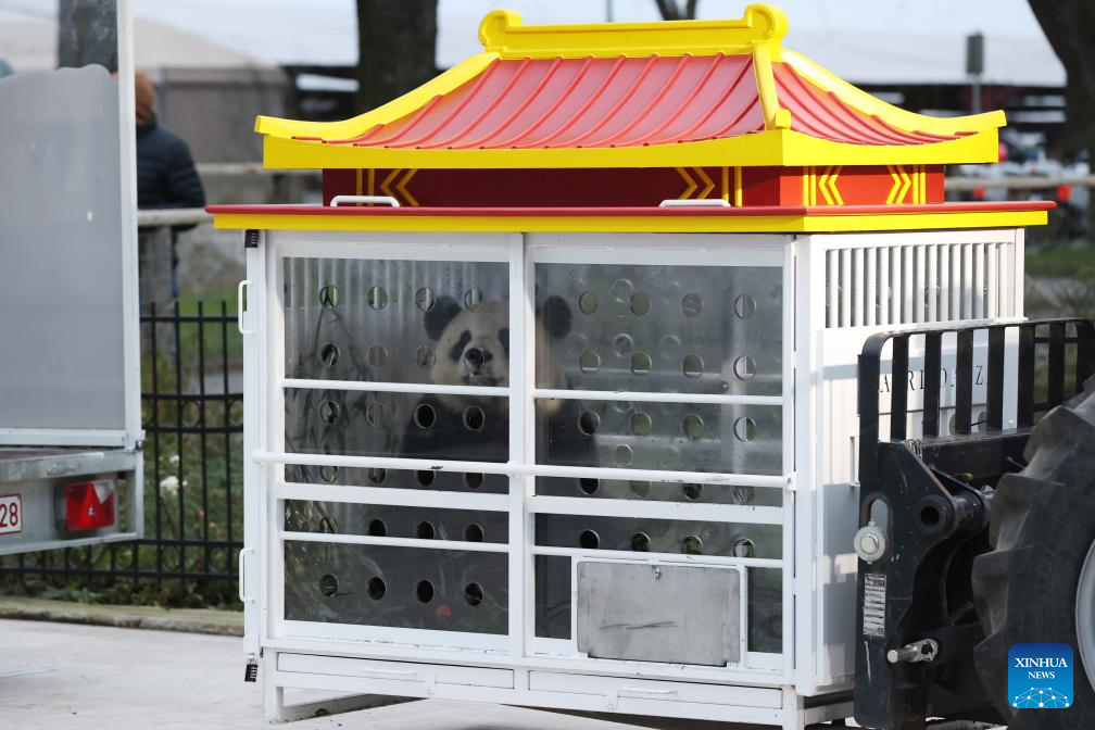 Three giant pandas born in Belgium return to China