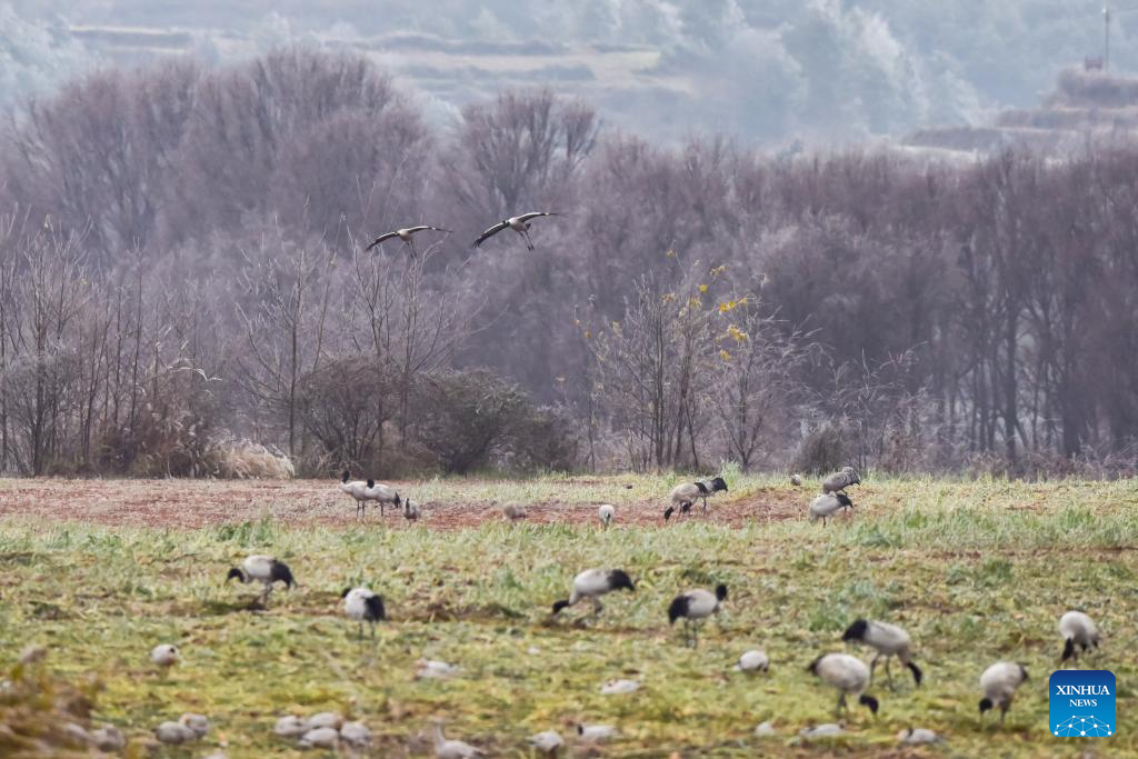 Black-necked cranes fly to reserve in Yunnan for wintering