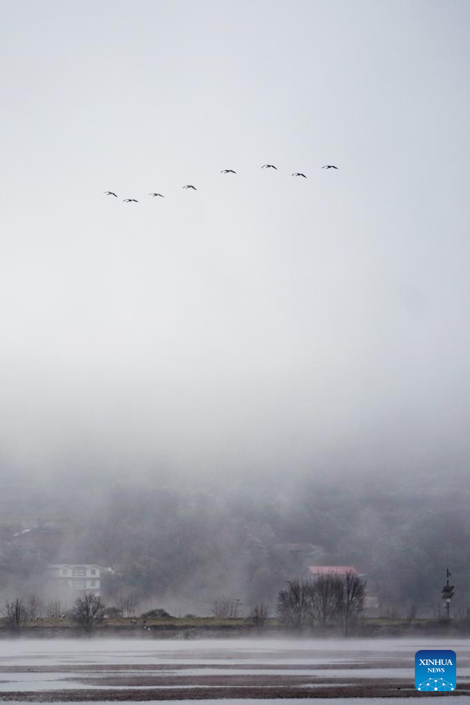 Black-necked cranes fly to reserve in Yunnan for wintering