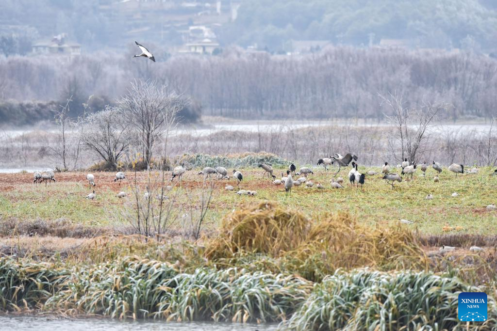 Black-necked cranes fly to reserve in Yunnan for wintering