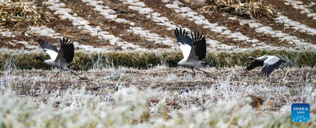 Black-necked cranes fly to reserve in Yunnan for wintering