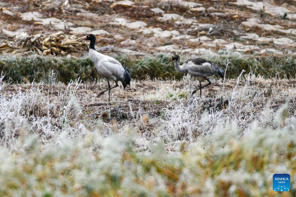 Black-necked cranes fly to reserve in Yunnan for wintering