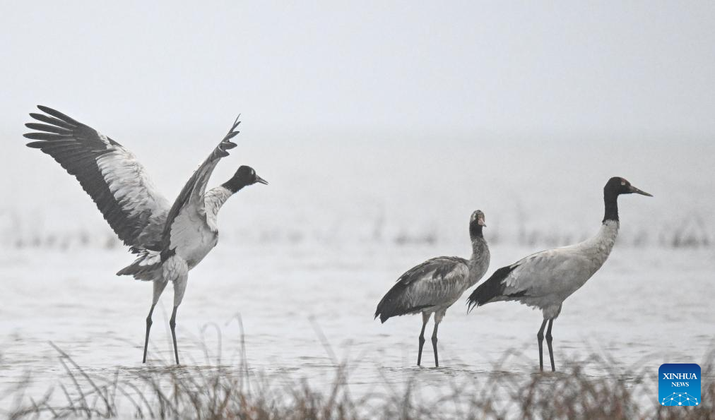 Wintering migratory birds seen at national nature reserve, SW China's Guizhou