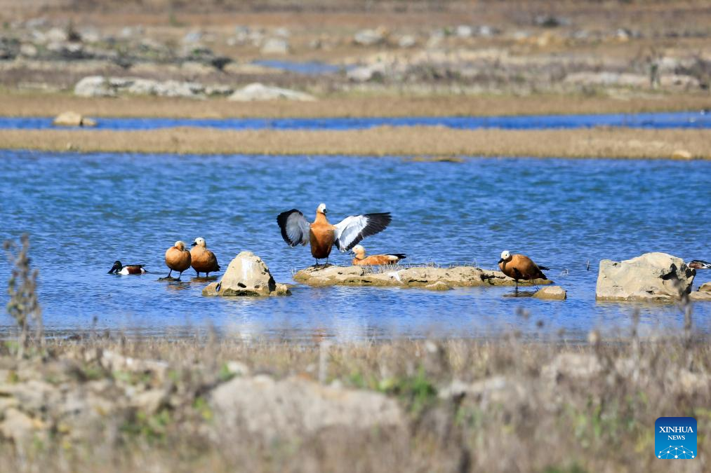 Wintering migratory birds seen at national nature reserve, SW China's Guizhou