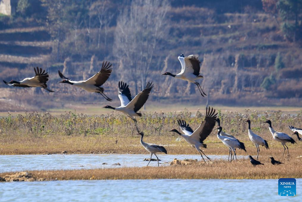 Wintering migratory birds seen at national nature reserve, SW China's Guizhou