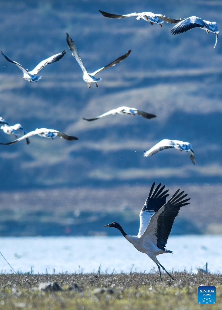 Wintering migratory birds seen at national nature reserve, SW China's Guizhou