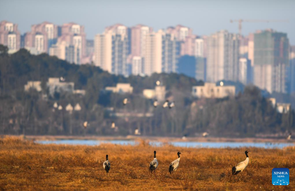 Wintering migratory birds seen at national nature reserve, SW China's Guizhou