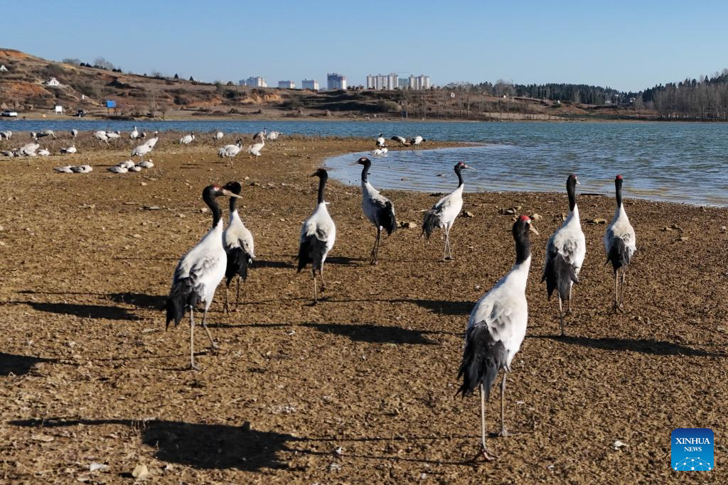 Wintering migratory birds seen at national nature reserve, SW China's Guizhou