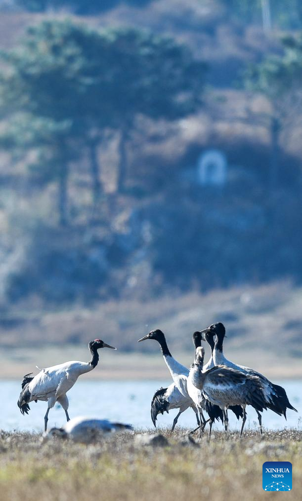 Wintering migratory birds seen at national nature reserve, SW China's Guizhou