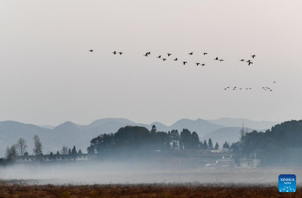 Wintering migratory birds seen at national nature reserve, SW China's Guizhou