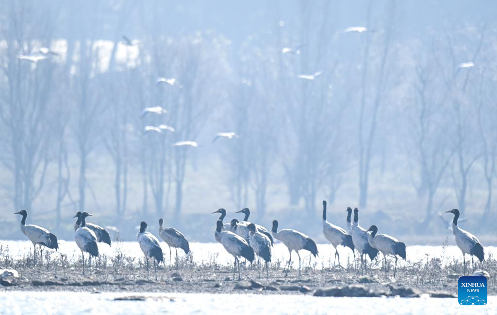 Wintering migratory birds seen at national nature reserve, SW China's Guizhou