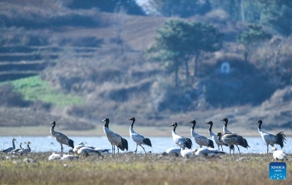 Wintering migratory birds seen at national nature reserve, SW China's Guizhou