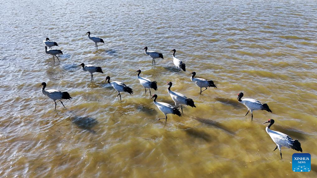 Wintering migratory birds seen at national nature reserve, SW China's Guizhou