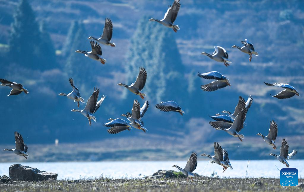 Wintering migratory birds seen at national nature reserve, SW China's Guizhou