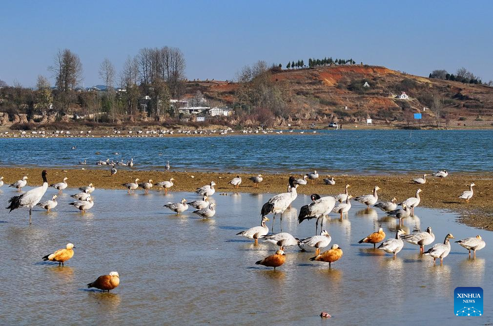 Wintering migratory birds seen at national nature reserve, SW China's Guizhou