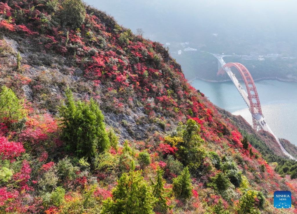 Red leaves dye mountains along Wuxia Gorge in SW China's Chongqing