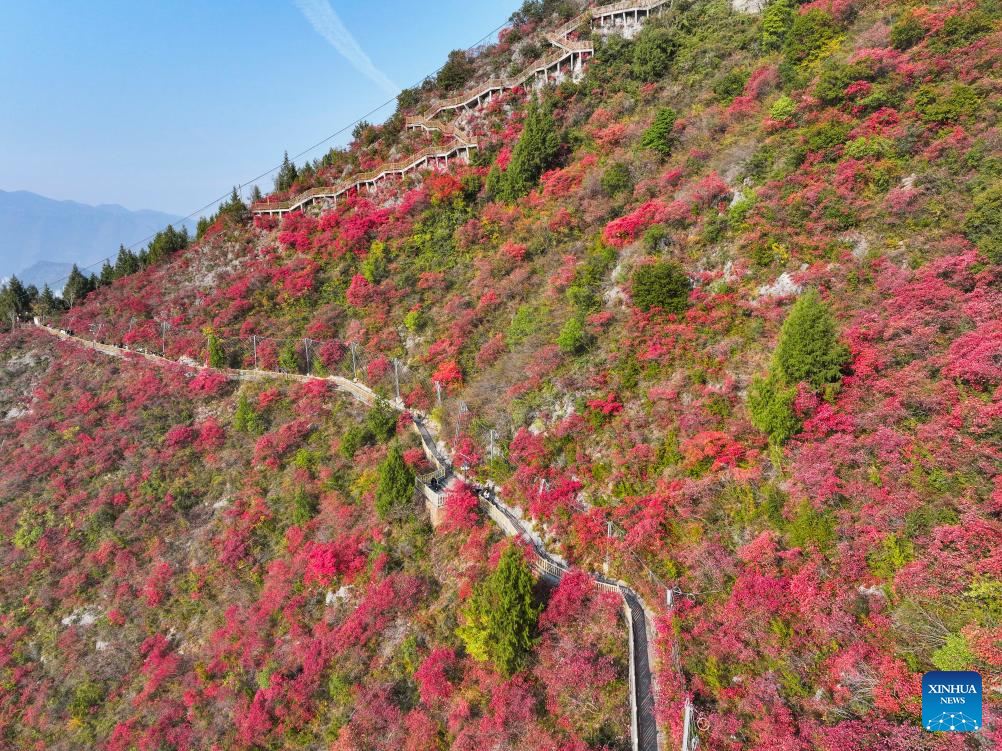 Red leaves dye mountains along Wuxia Gorge in SW China's Chongqing