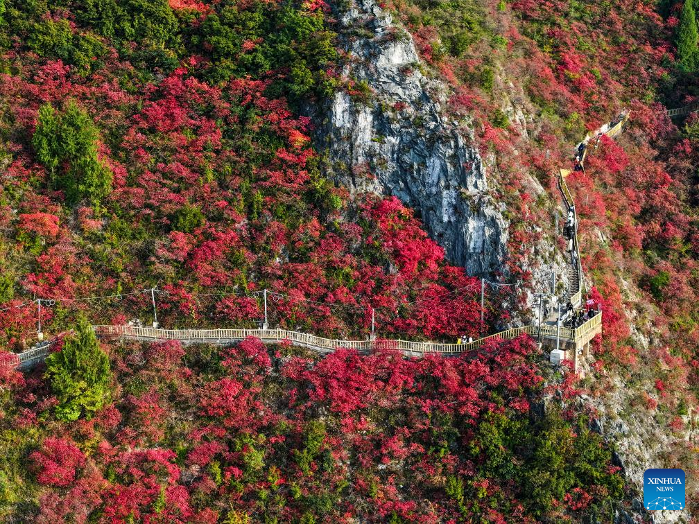 Red leaves dye mountains along Wuxia Gorge in SW China's Chongqing