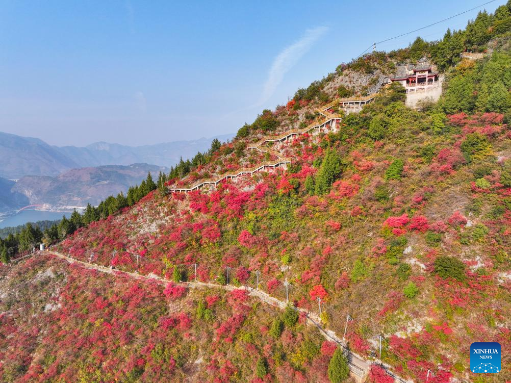 Red leaves dye mountains along Wuxia Gorge in SW China's Chongqing