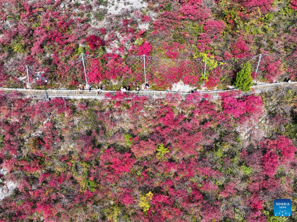 Red leaves dye mountains along Wuxia Gorge in SW China's Chongqing