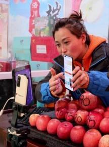 Luochuan apples thrive during peak sales season with diverse strategies