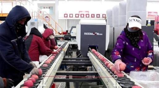 Luochuan apples thrive during peak sales season with diverse strategies