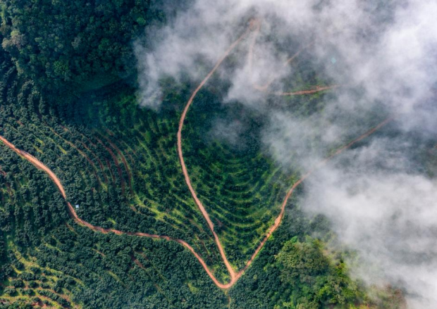 Avocado farming transforms lives in Menglian County, SW China’s Yunnan