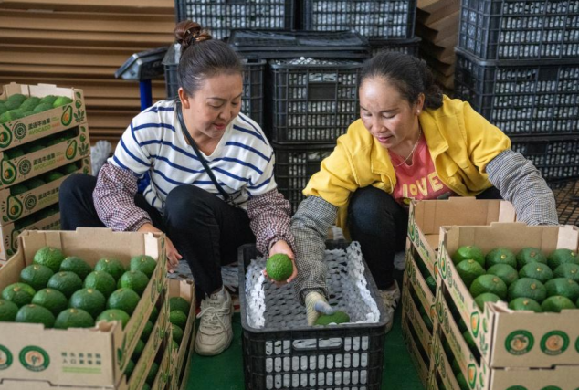 Avocado farming transforms lives in Menglian County, SW China’s Yunnan