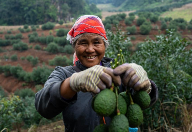 Avocado farming transforms lives in Menglian County, SW China’s Yunnan