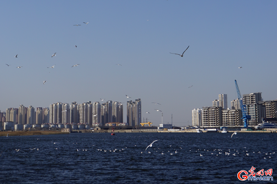 Seagulls draw visitors to Haihe River in Tianjin