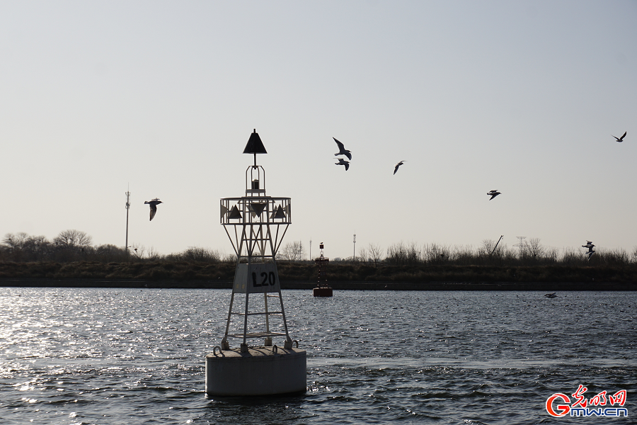 Seagulls draw visitors to Haihe River in Tianjin