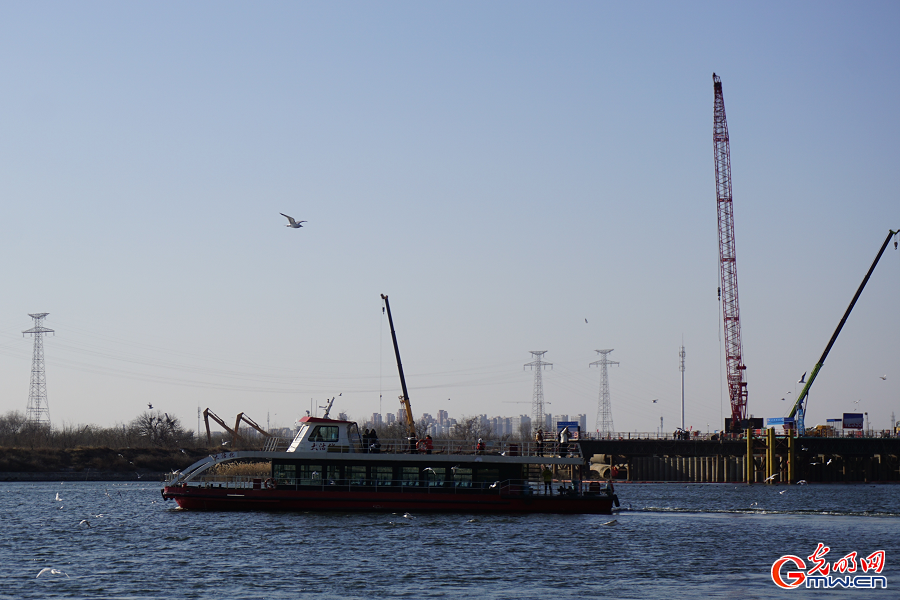 Seagulls draw visitors to Haihe River in Tianjin