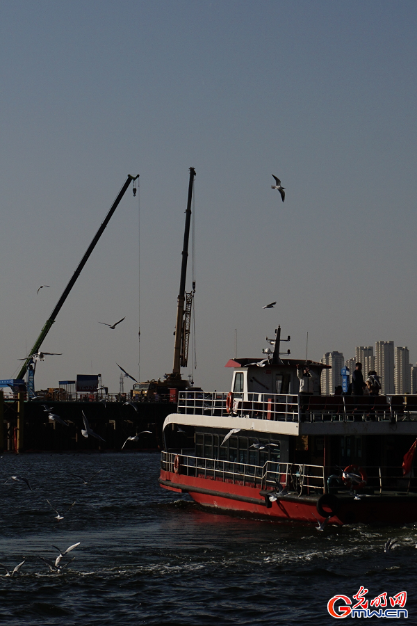 Seagulls draw visitors to Haihe River in Tianjin