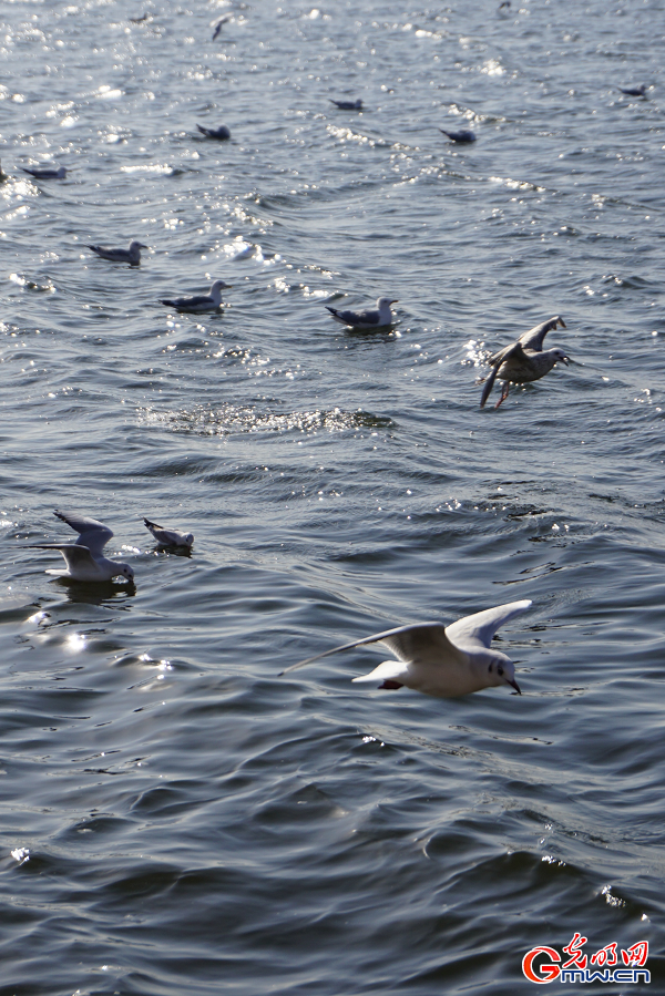 Seagulls draw visitors to Haihe River in Tianjin