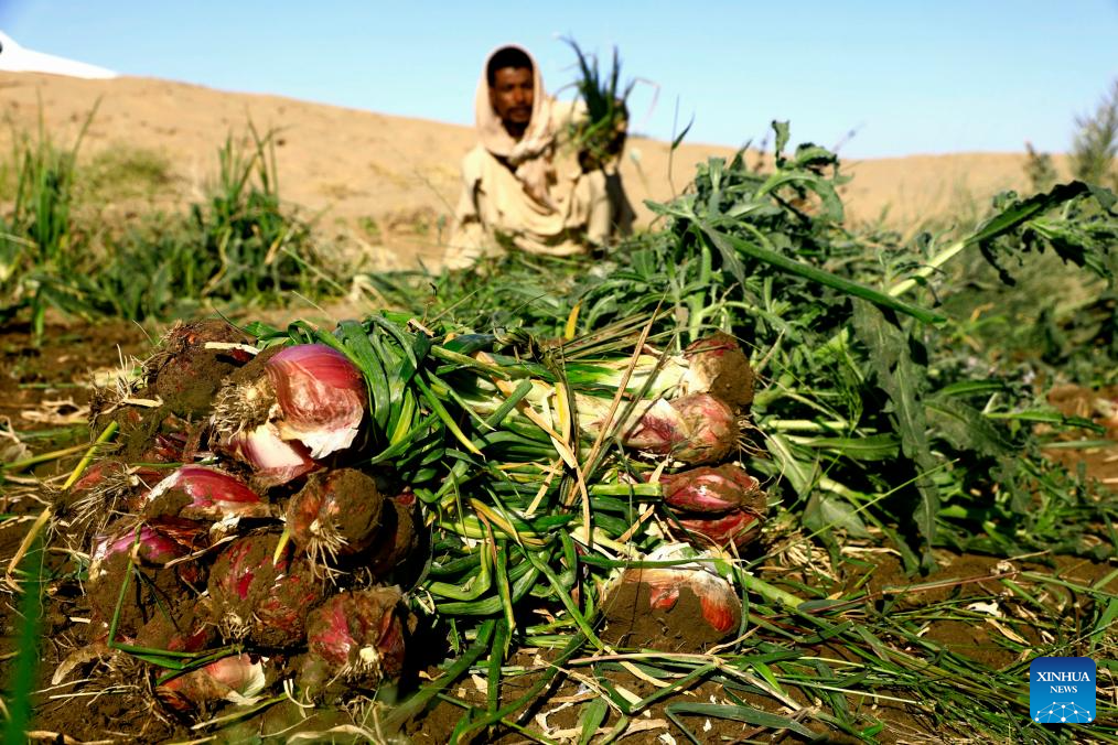 In pics: onion harvest in Sudan's Northern State