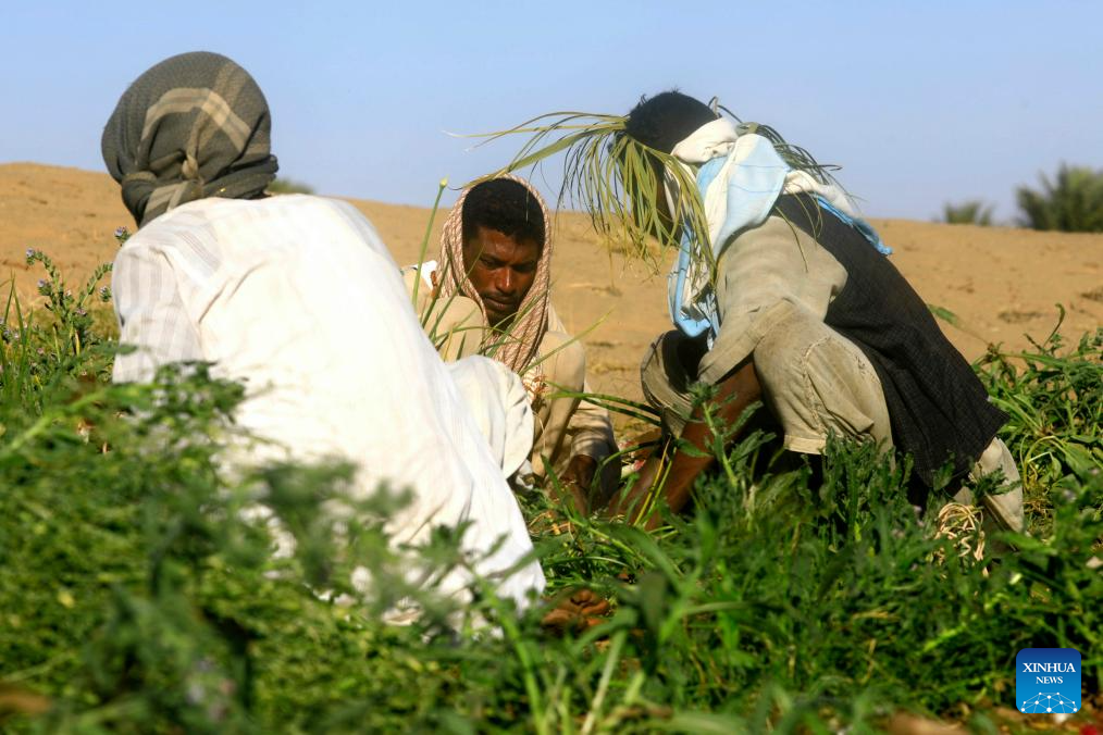 In pics: onion harvest in Sudan's Northern State