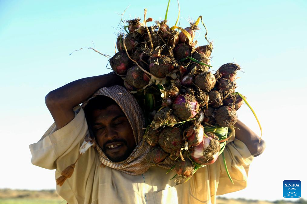 In pics: onion harvest in Sudan's Northern State