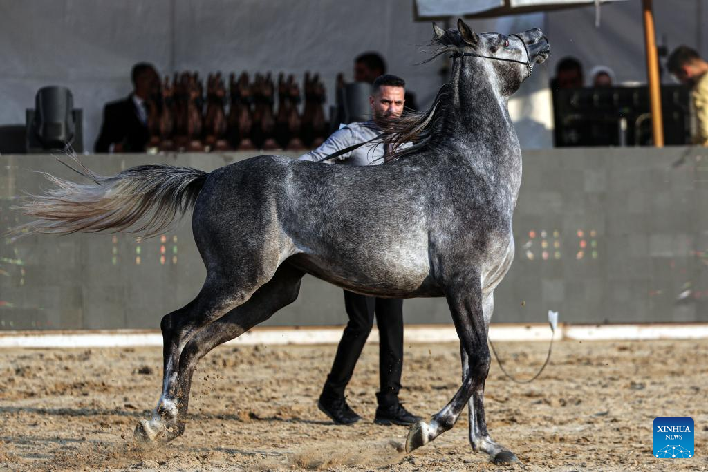 Horse beauty contest kicks off in Cairo