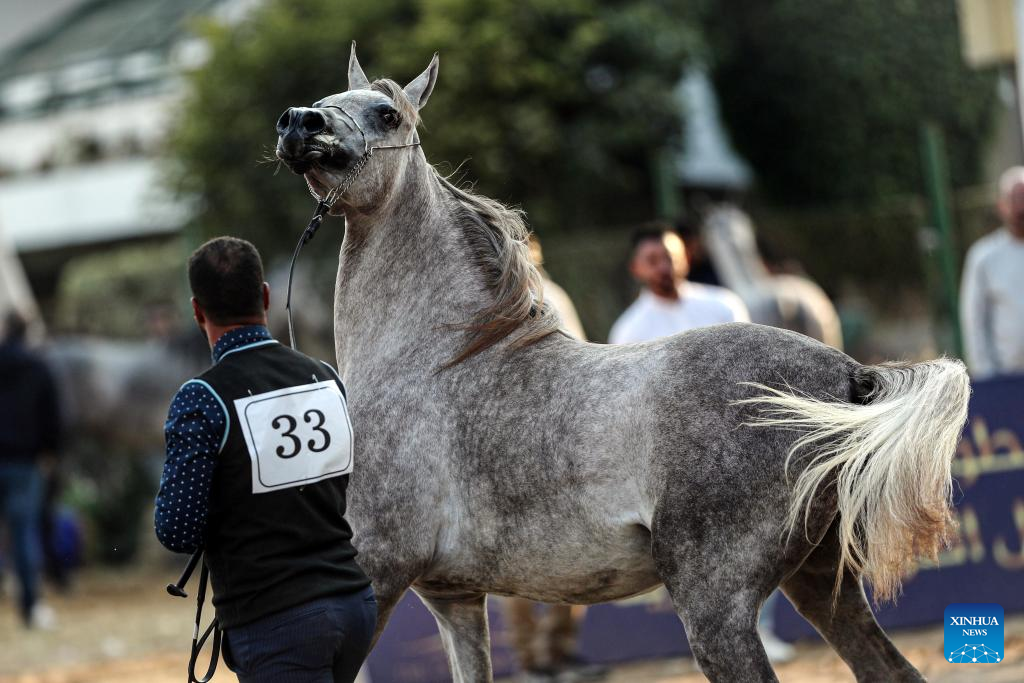 Horse beauty contest kicks off in Cairo