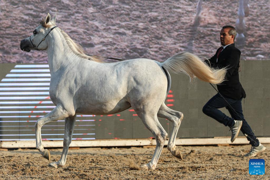 Horse beauty contest kicks off in Cairo