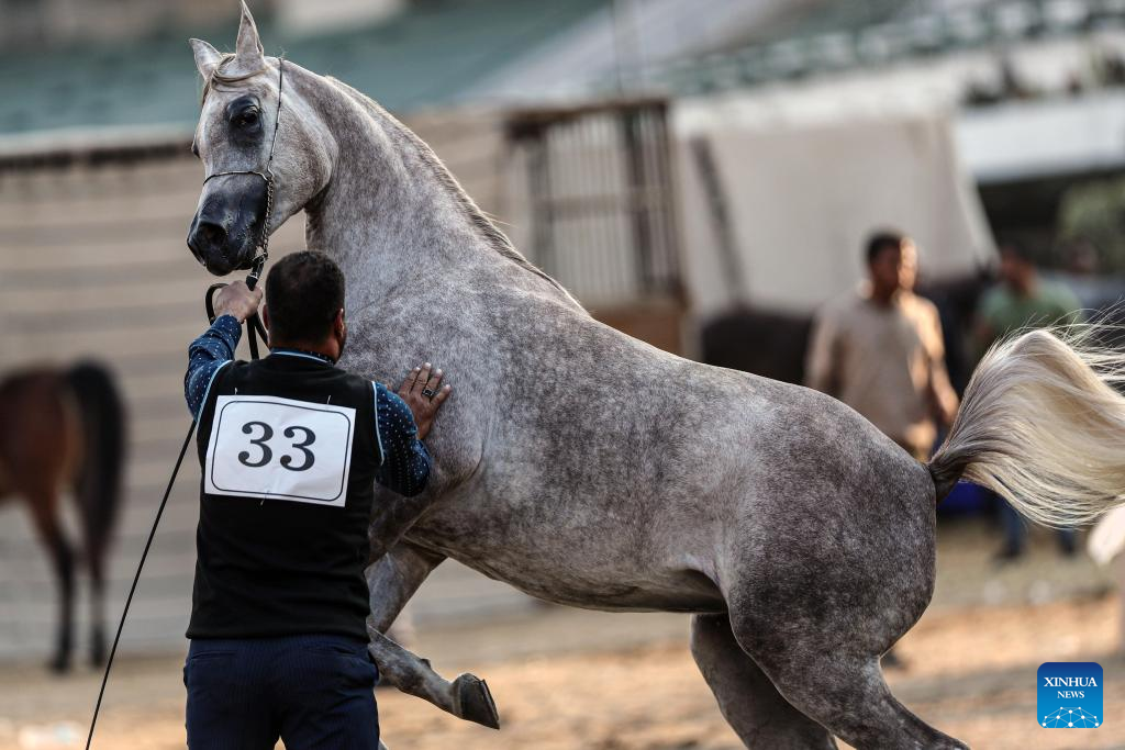 Horse beauty contest kicks off in Cairo