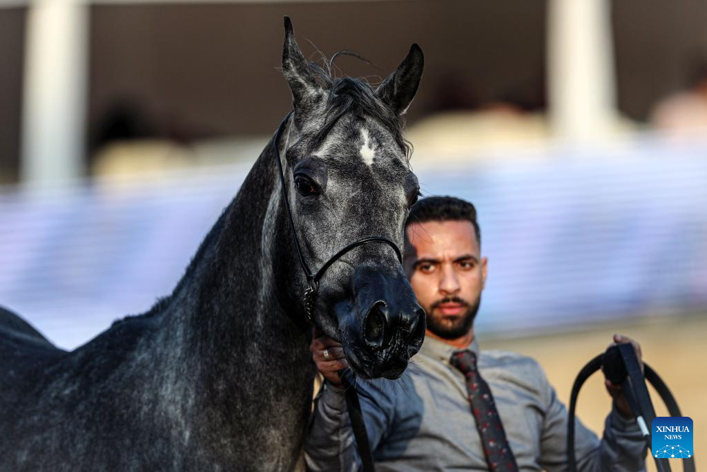 Horse beauty contest kicks off in Cairo