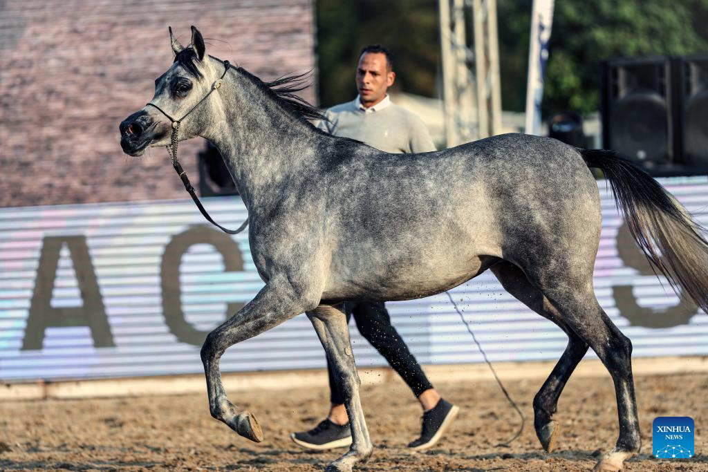 Horse beauty contest kicks off in Cairo