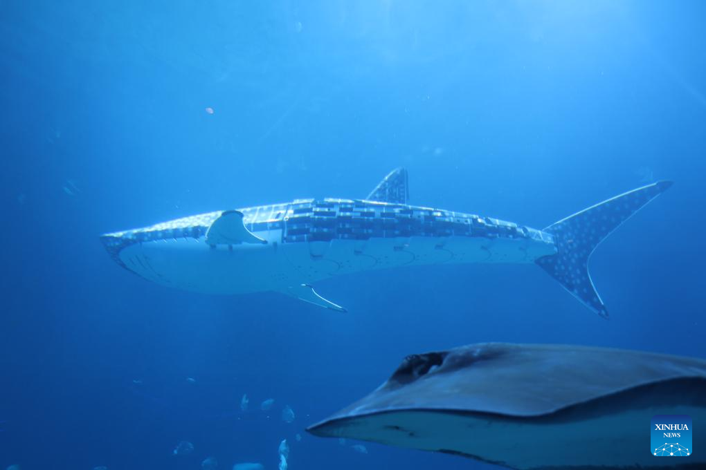 Feature: Robotic whale shark at marine park triggers discussion