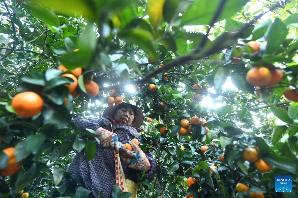 Local characteristic agriculture provides more jobs for rural women in south China's Liuzhou city