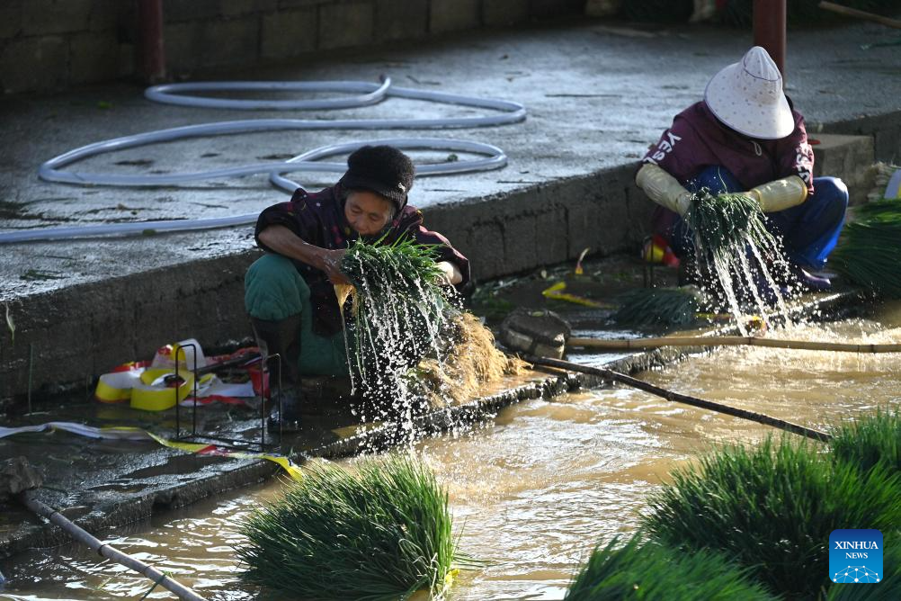 Local characteristic agriculture provides more jobs for rural women in south China's Liuzhou city