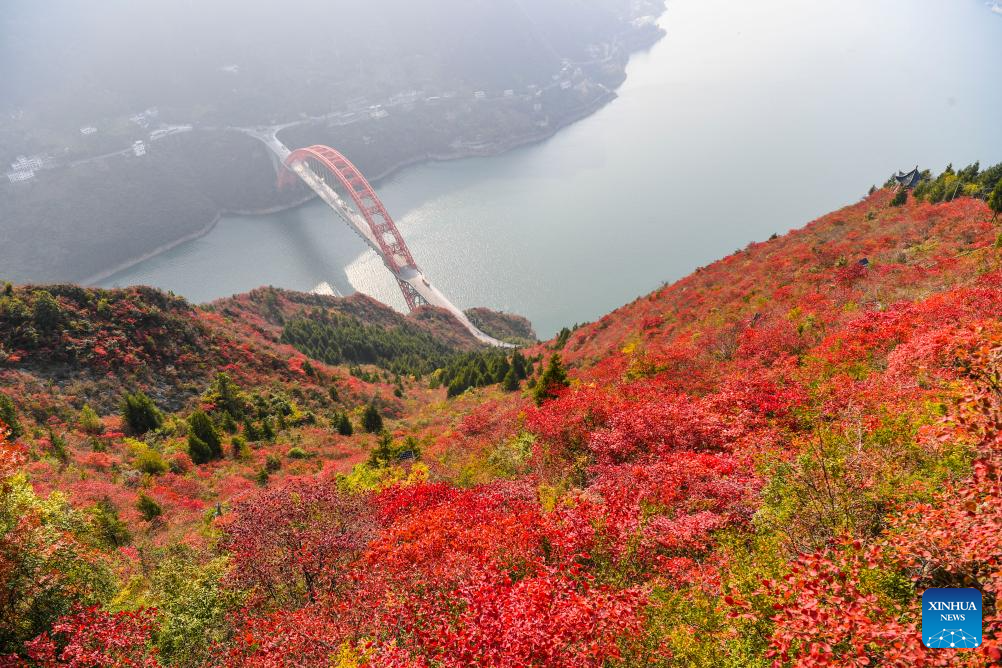 Red leaves dye mountains along Wuxia Gorge in SW China's Chongqing