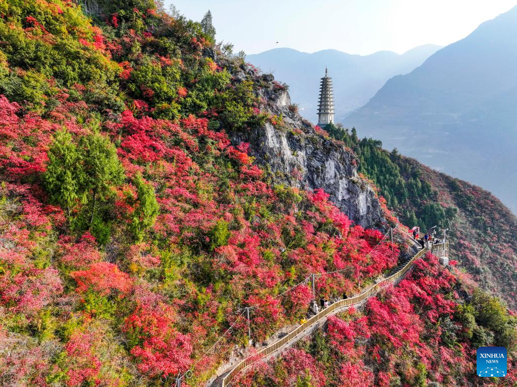 Red leaves dye mountains along Wuxia Gorge in SW China's Chongqing